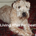 pet death and animal communicator