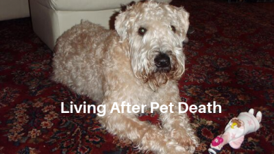 pet death and animal communicator