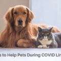 7 Tips to Help Pets During COVID Limbo