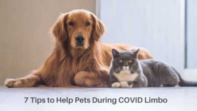 7 Tips to Help Pets During COVID Limbo