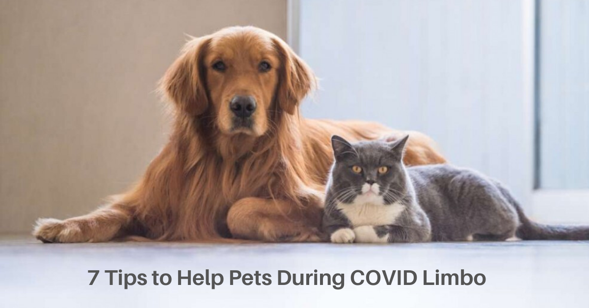 7 Tips to Help Pets During COVID Limbo