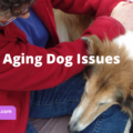 aging dog issues animal communication