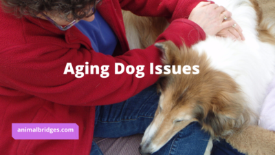 aging dog issues animal communication