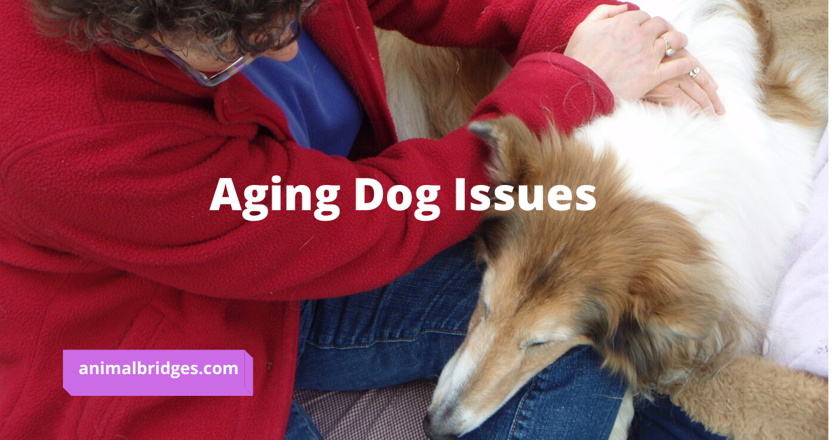 aging dog issues animal communication