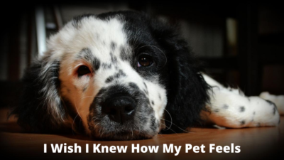 I wish I knew how my pet feels.