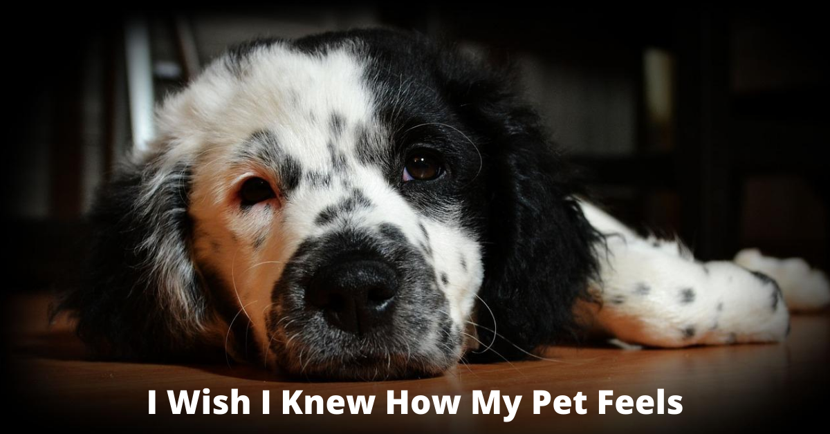 I wish I knew how my pet feels.