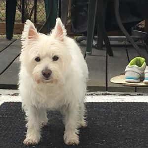 Luna, the Westie, was stalling on walks.