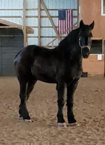 Telling Manny, 21-year old Percheron horse about moving to new barn.