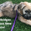 Animal Bridges announces new intern