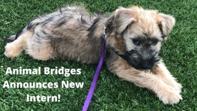 Animal Bridges announces new intern