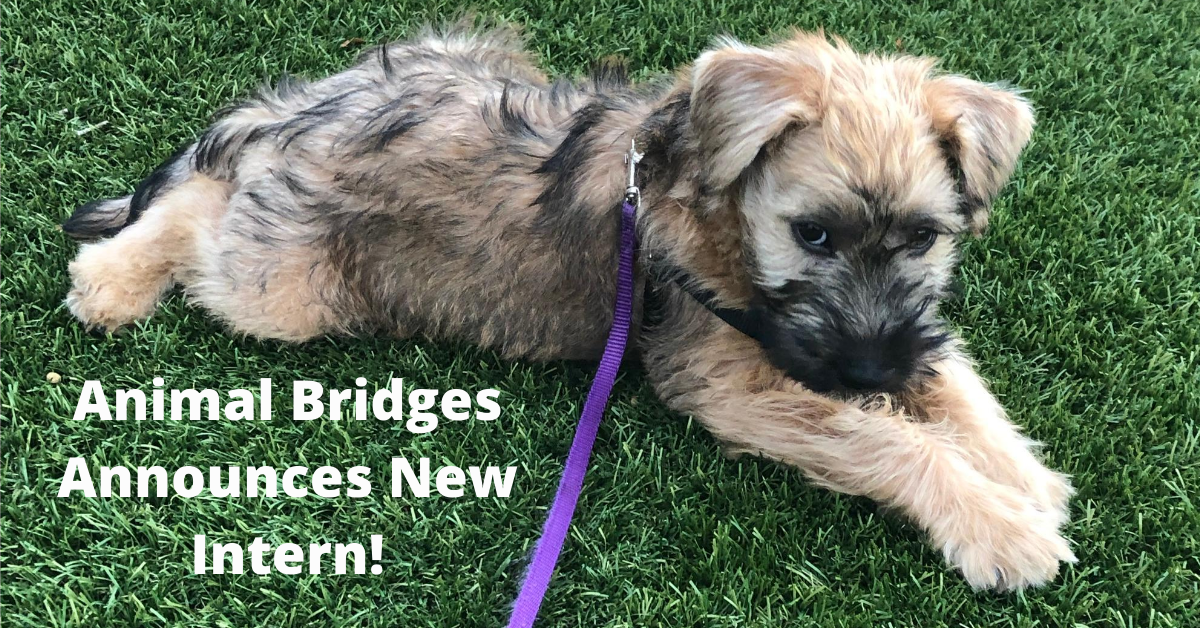 Animal Bridges announces new intern