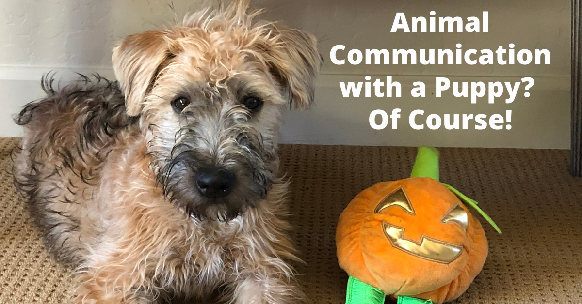 Animal communication with a puppy