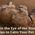 Tips to Calm Your Pet