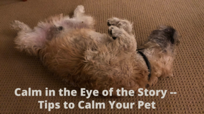 Tips to Calm Your Pet