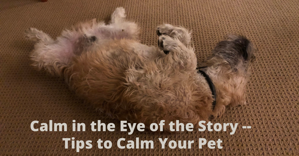 Tips to Calm Your Pet