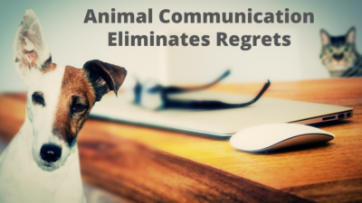 animal communication eliminates regrets