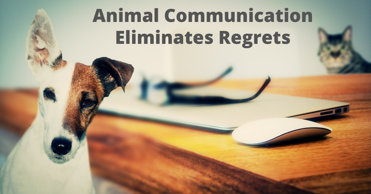 animal communication eliminates regrets