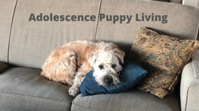 adolescence puppy living