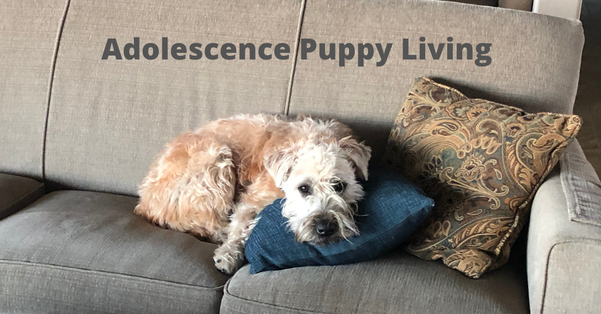 adolescence puppy living