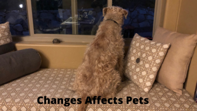Changes Affects Pets