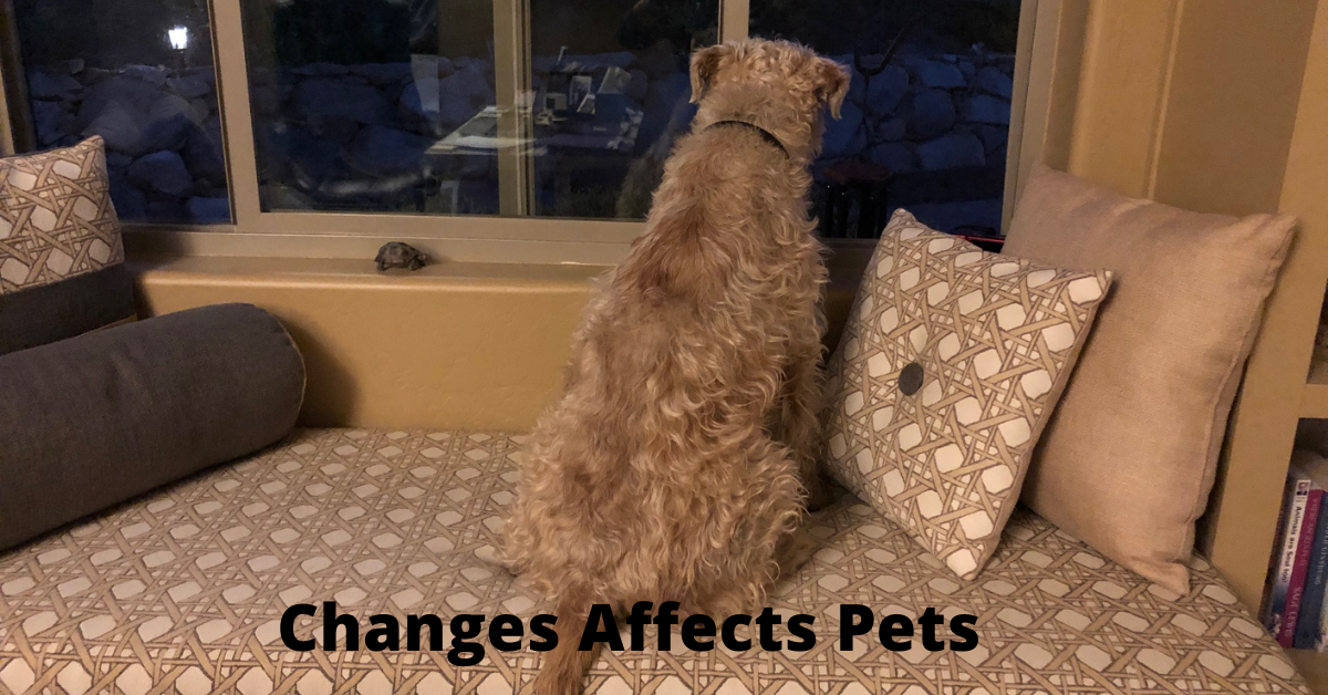 Changes Affects Pets