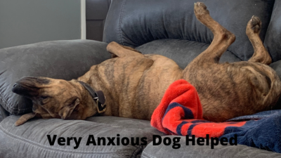 Very anxious dog helped
