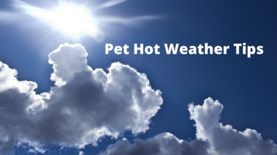 Hot Weather Pet Tips