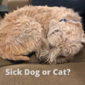 Sick dog or sick cat