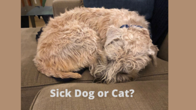 Sick dog or sick cat