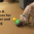 Tips and Resources for Your Dog and Cat