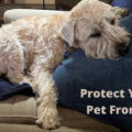 Protect your pet from