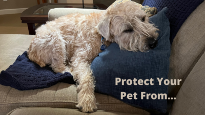 Protect your pet from