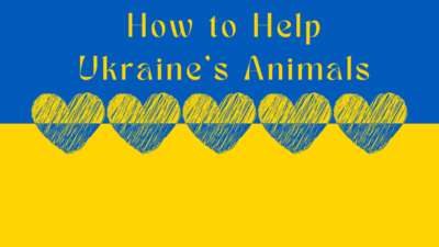 how to help Ukraine's animals