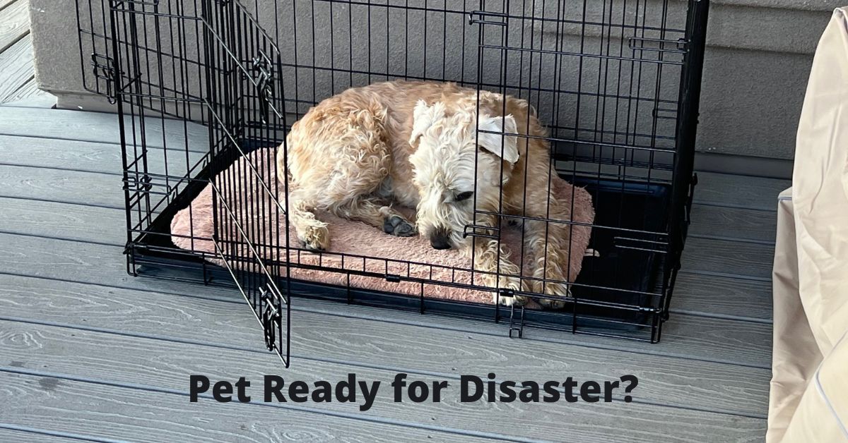 Pet ready for disaster