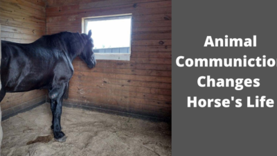 Animal Communication Changes Horse's Life