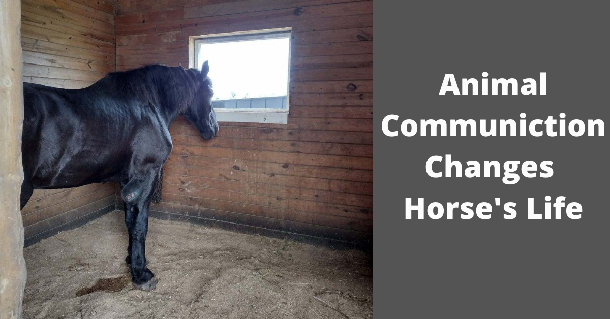 Animal Communication Changes Horse's Life