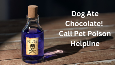 Dog Ate Chocolate! Call Pet Poison Helpline