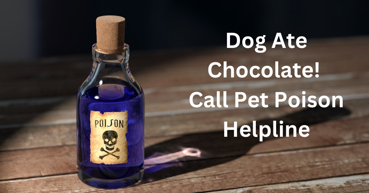 Dog Ate Chocolate! Call Pet Poison Helpline