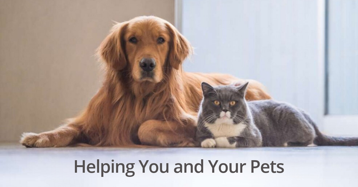 Animal Bridges - Helping You and Your Pets